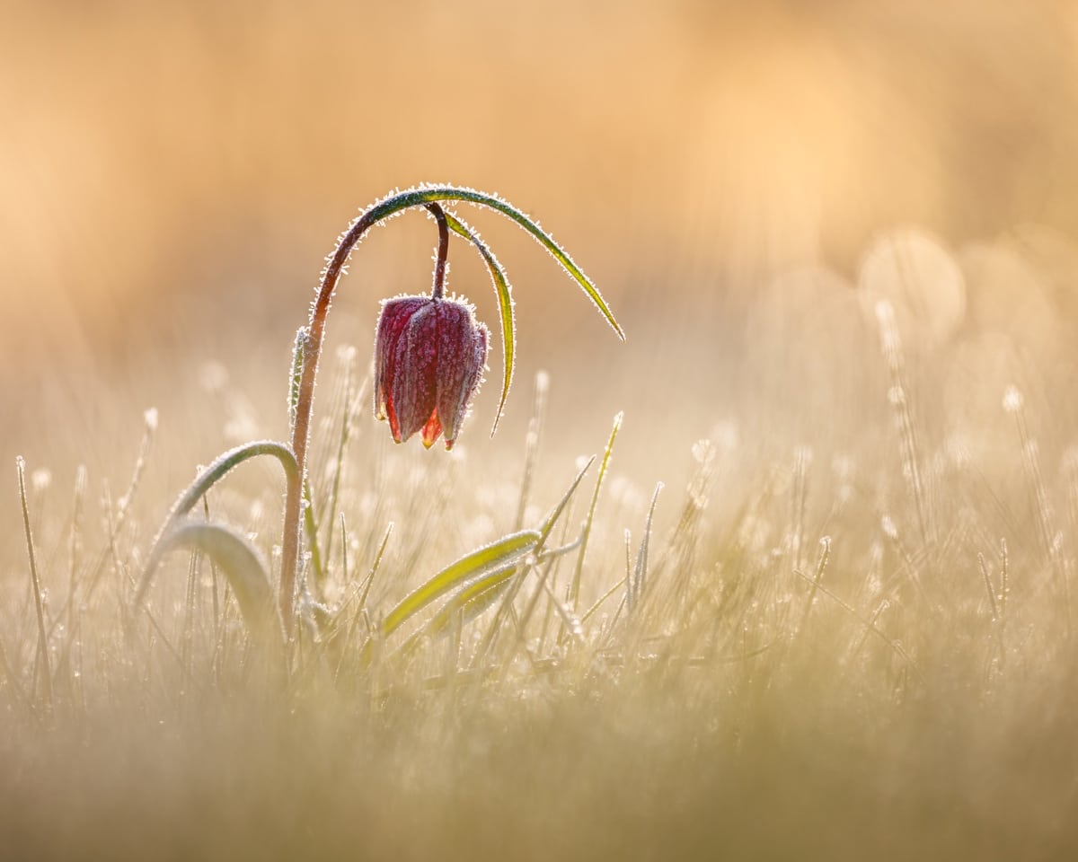 Snake’s Head Fritillaries in a Meadow in the UK