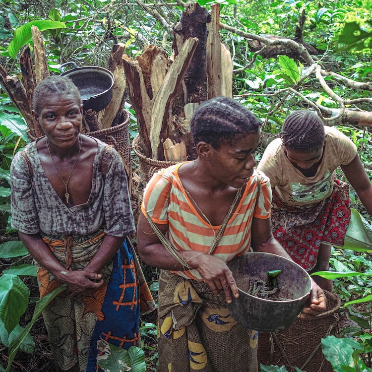 Aka Mbenzelé women gathering edible caterpillars in the Republic of Congo