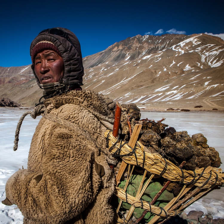 Shepherd Carrying Dried Yak in His Hood on a Frozen Lake Near Gya, India