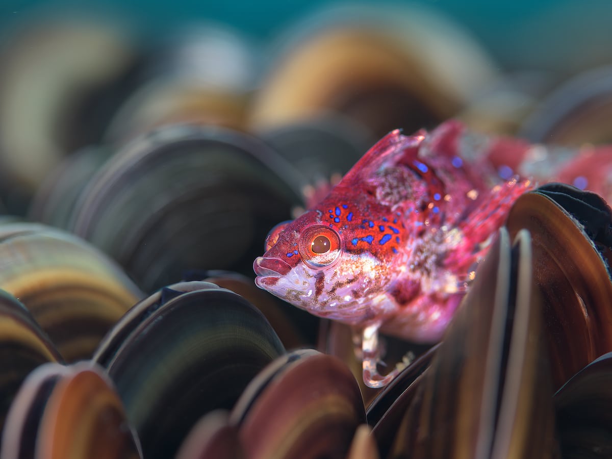 Bluespotted klipfish Perched Among Mediterranean Mussels