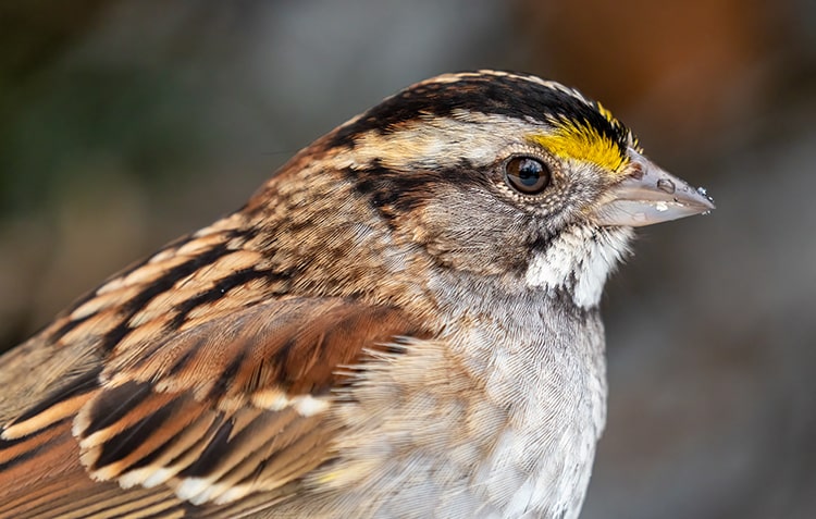 The White-Throated Sparrow Species Has Four Sexes