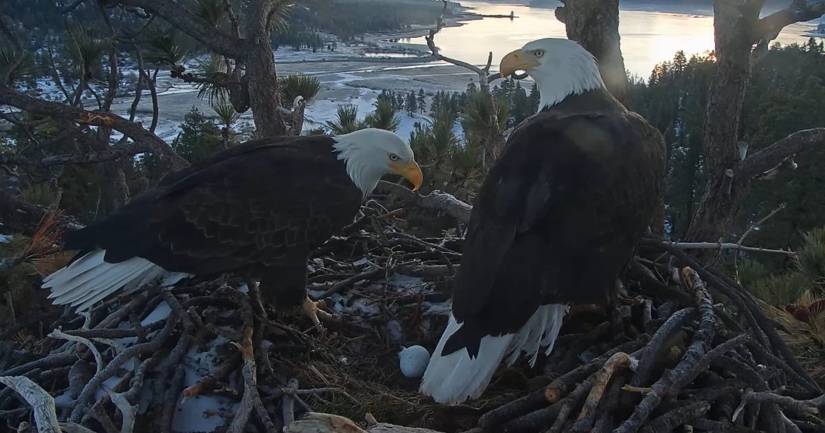cam Captures Bald Eagle Delivering Two Eggs In California