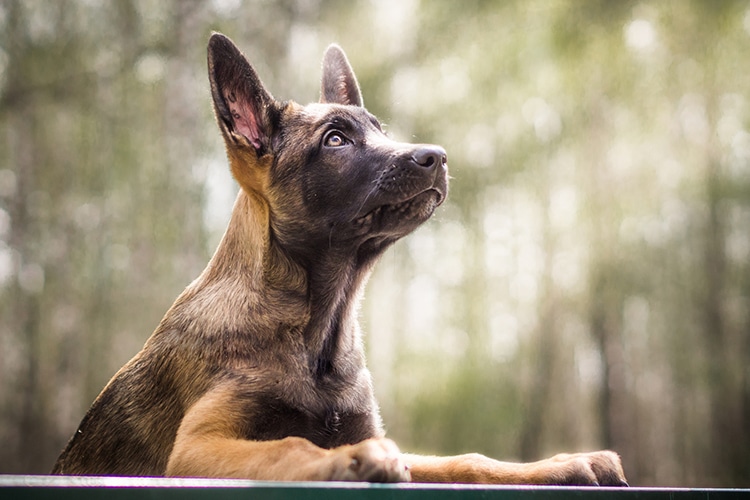 Adorable Belgian Malinois Dog Breed Is the Most Intelligent Dog Breed