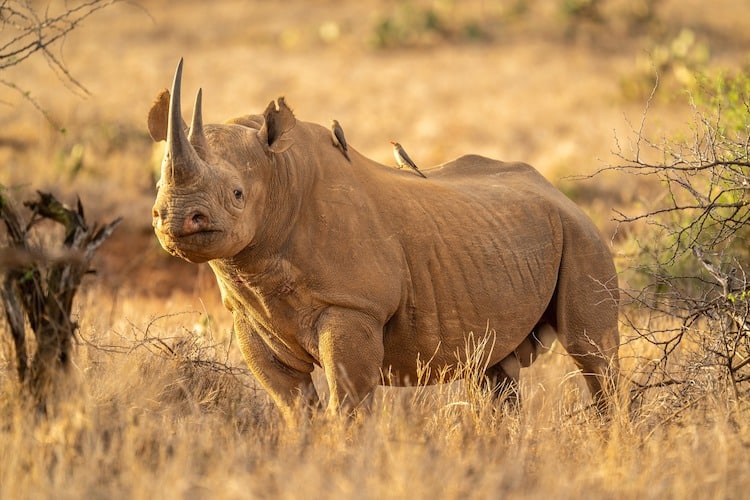 Learn More About 15 Of The World s Most Endangered Species My Modern Met Learn More About 15 Of The World s Most Endangered Species My Modern Met