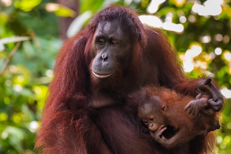 Bornean Orangutan Mother Holding Her Baby