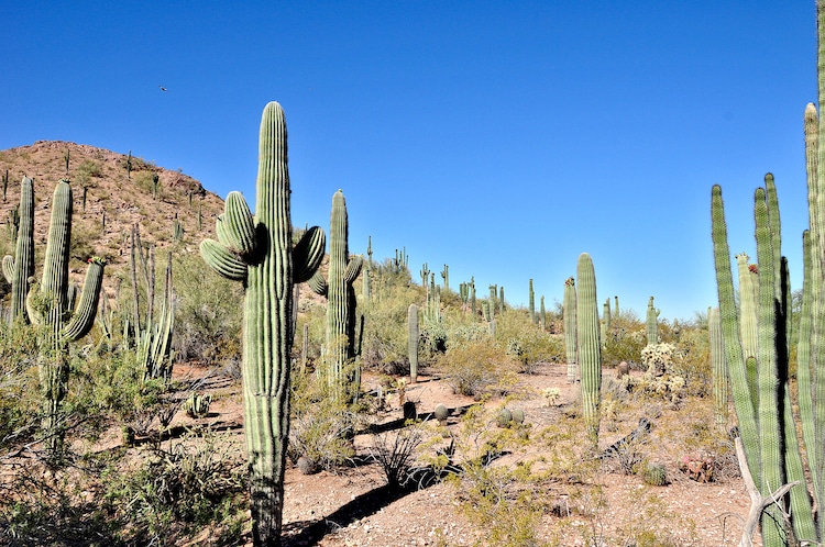 saguaro cactus illustration