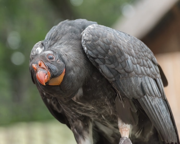 California Condor