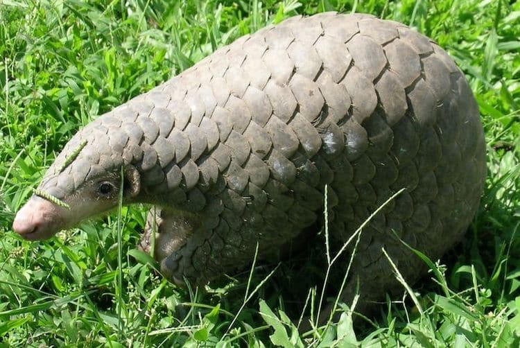 Chinese Pangolin