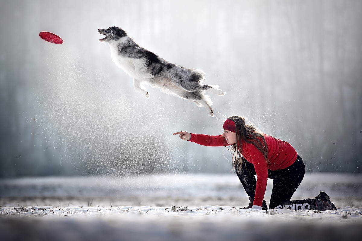 Dog Leaping in the Air Over Its Owner