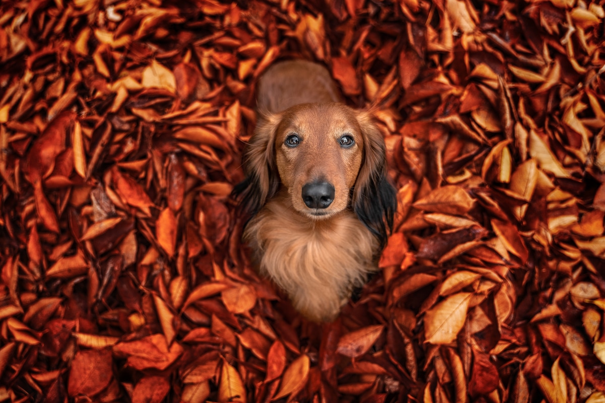 Cute Dog in Fall Leaves