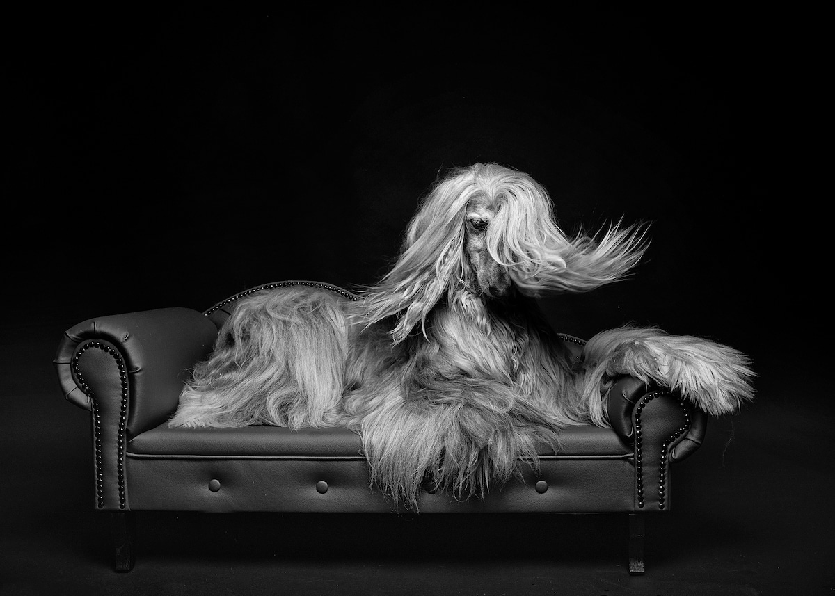 2022 Dog Photography Awards