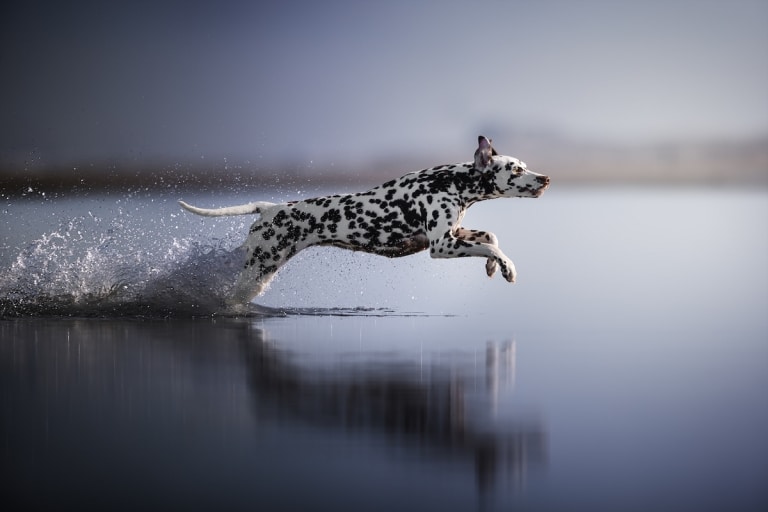 20+ Cute Dog Photos from the 2022 Dog Photography Awards