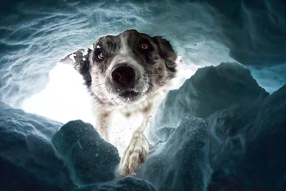Portrait of an Avalanche Rescuedog