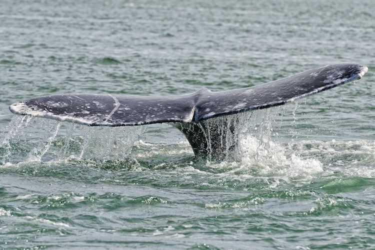 blue whale giving birth