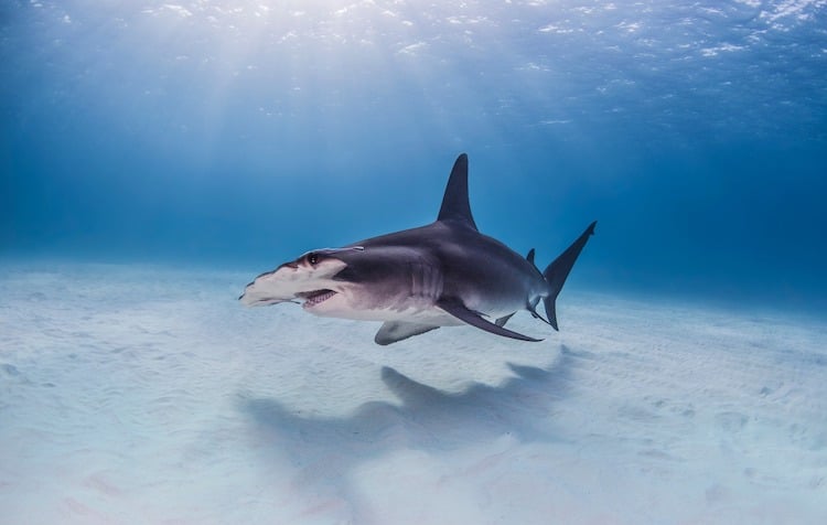 Great Hammerhead Shark