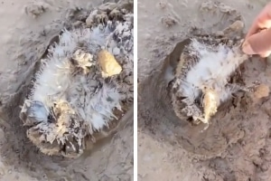 Man Rescues a Hedgehog Stuck in the Mud and Gives It a Shower