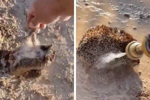 Man Rescues a Hedgehog Stuck in the Mud and Gives It a Shower