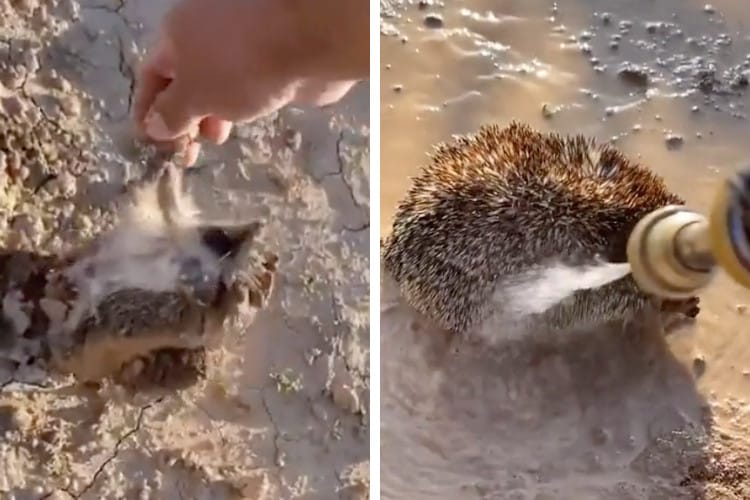 Good Samaritan Rescues a Hedgehog Stuck in the Mud and Gives It a Shower
