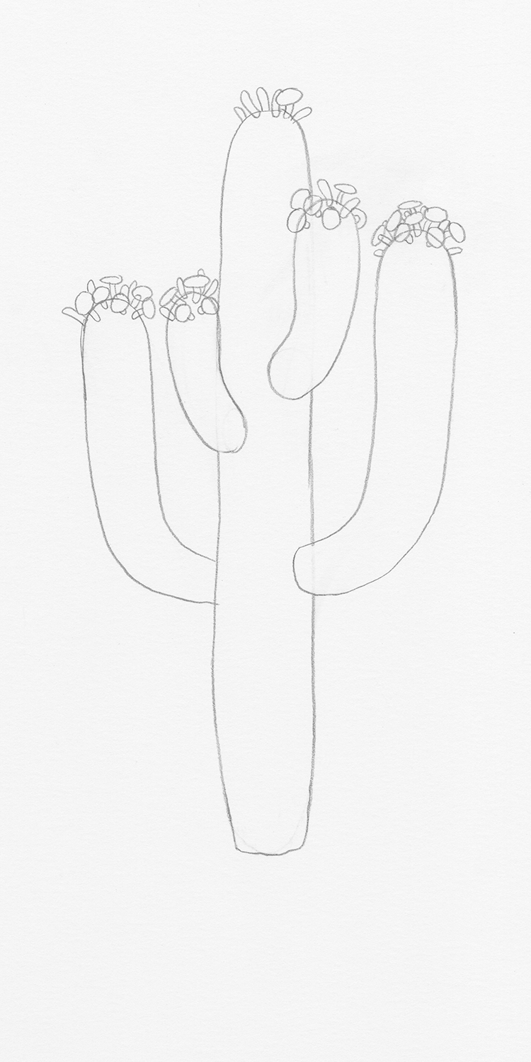 pencil drawing cactus