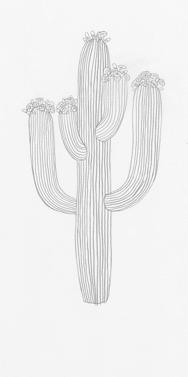 How to Draw a Cactus Step by Step