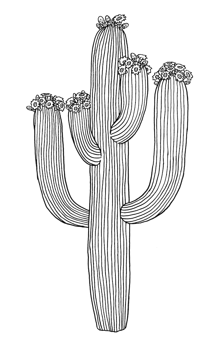 Discover 149+ cactus plant drawing latest seven.edu.vn