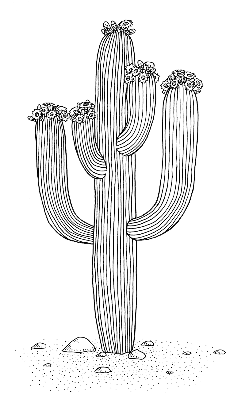 Hand drawn sketch of pilosocereus cactus plant. Illustration hand drawn  sketch of pilosocereus or tree cactus. a succulent | CanStock
