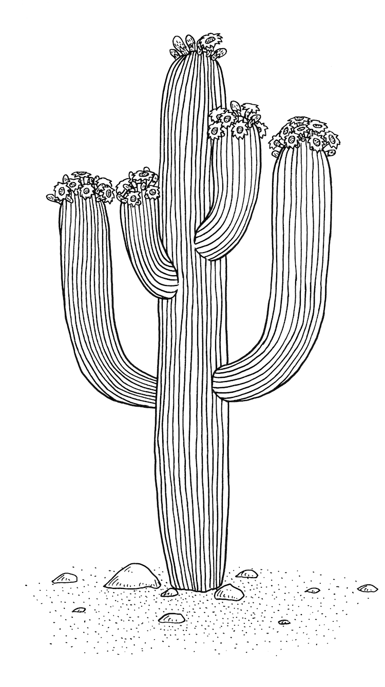 Como desenhar um cacto saguaro  Tutorial de desenho passo a passo