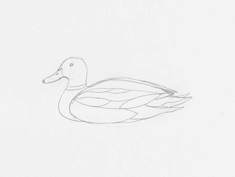 Duck (Pintail) Drawing Lesson