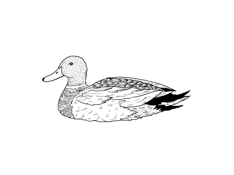 Realistic pencil drawing of a duck on Craiyon