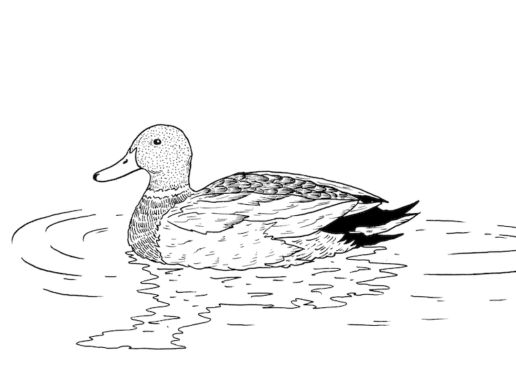 Learn How to Draw a Duck in 14 Steps