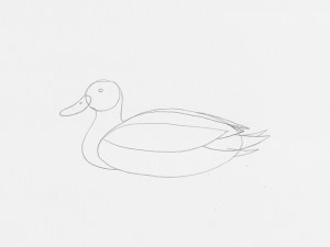 Learn How to Draw a Duck in 14 Steps