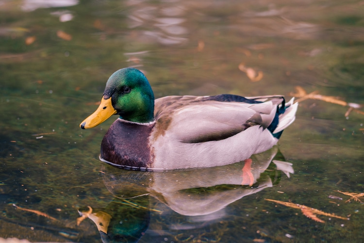 How to Draw a Duck Photo