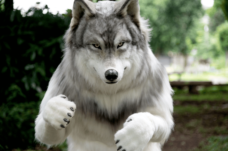 Realistic Wolf Costume