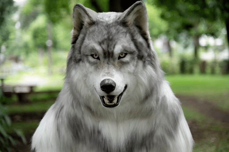 realistic wolf costume for kids