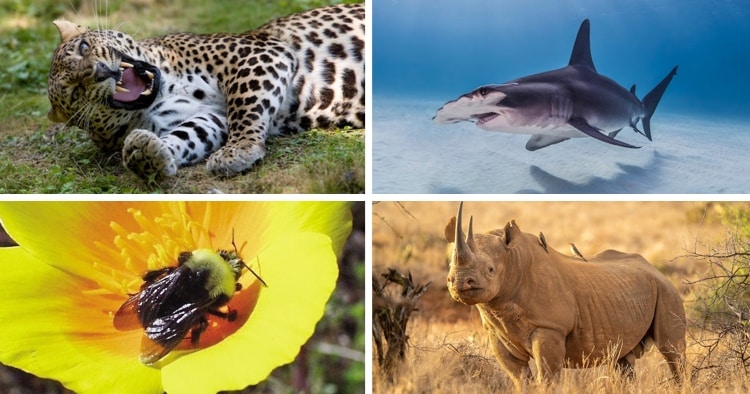 Learn More About 15 of the World's Most Endangered Species