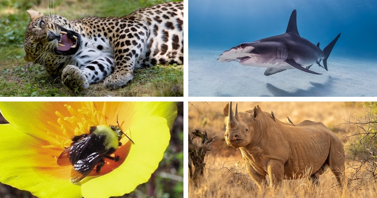 Learn More About 15 of the World's Most Endangered Species