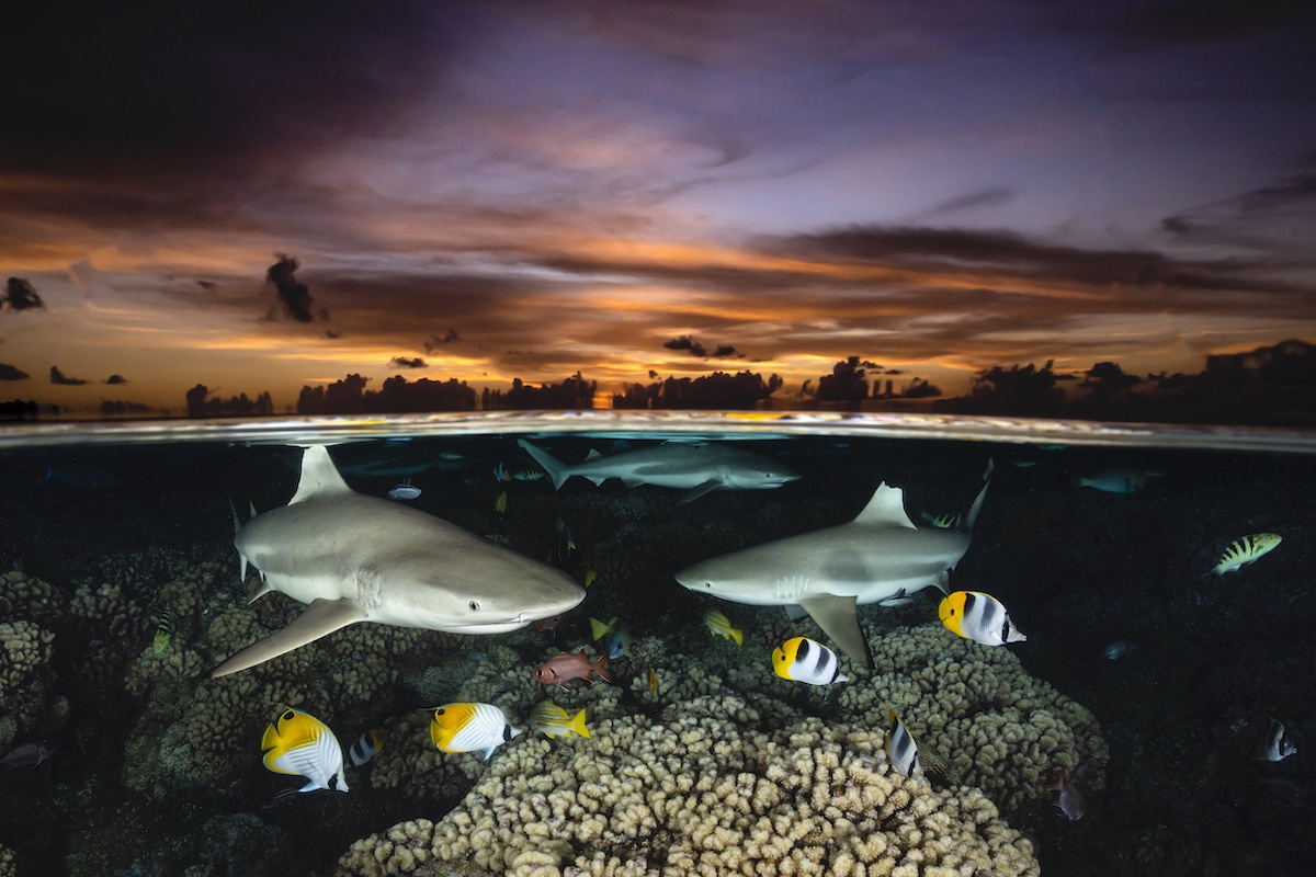 Blacktrip reef sharks and butterflyfish in French Polynesia