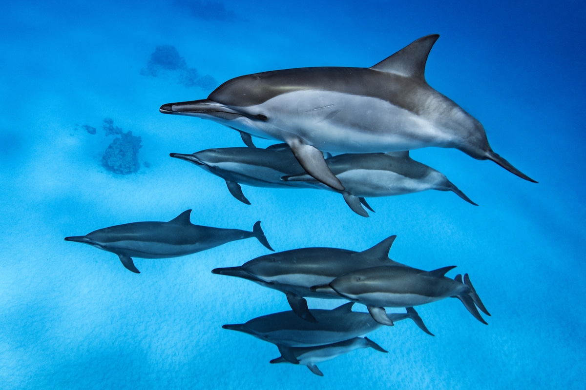 Group of dolphins underwater in Sataya Reef, Egypt