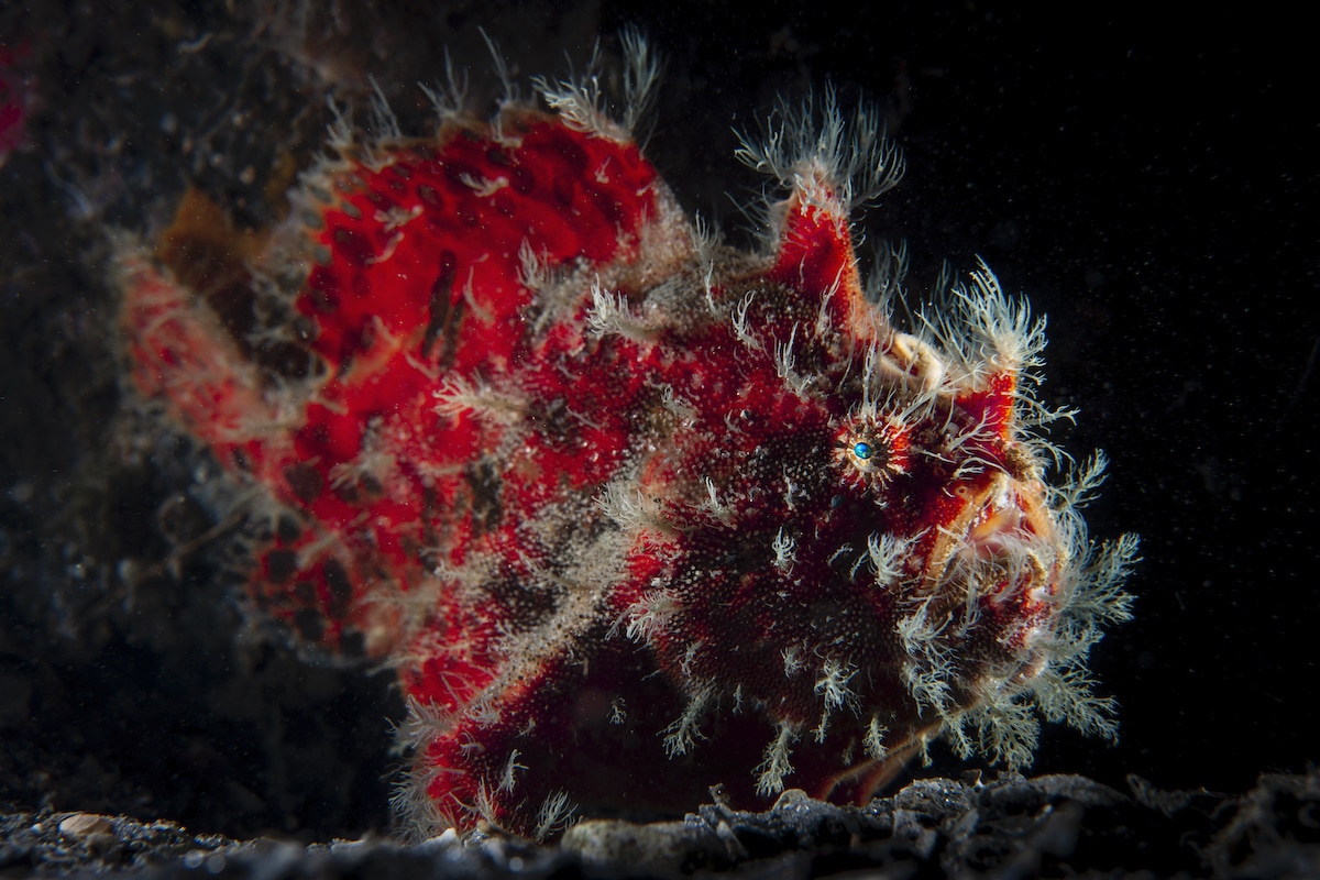 Red Striated Frogfish
