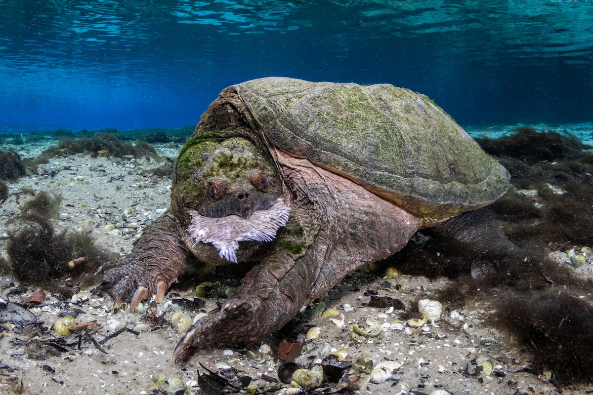 Snapping Turtle Underwater Eating a Flatfish
