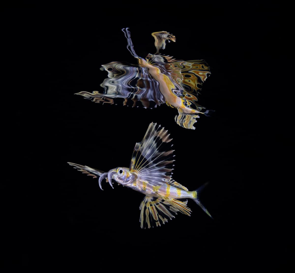 Sargassum flyingfish in Florida