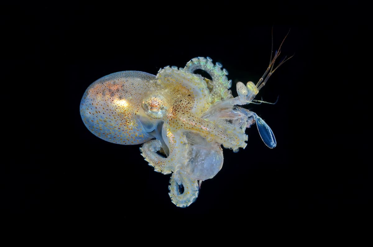 Blackwater Photo of Paralarvae Octopus