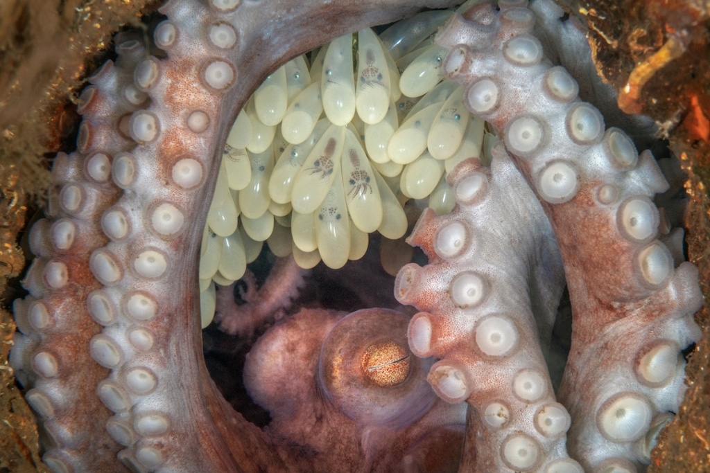 28 Winning Photos from Ocean Art Underwater Photo Competition