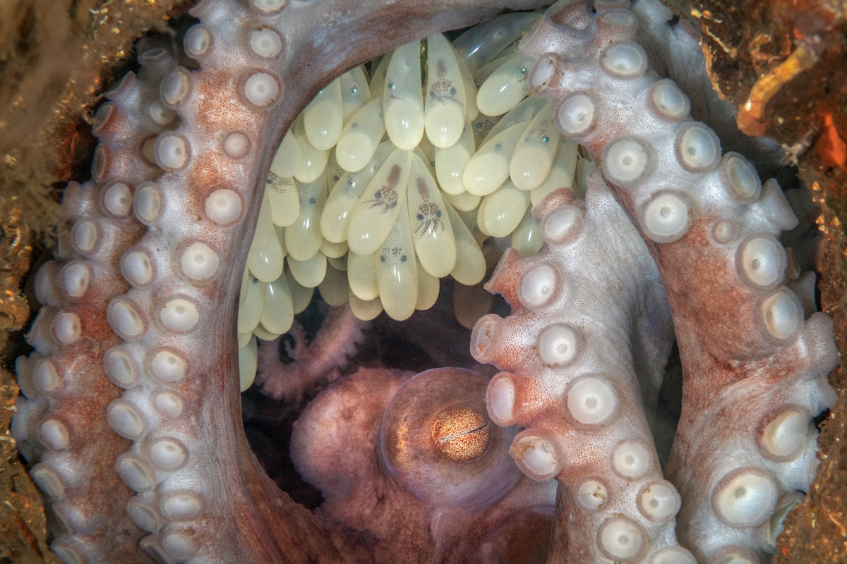 Caribbean reef octopus guarding her eggs