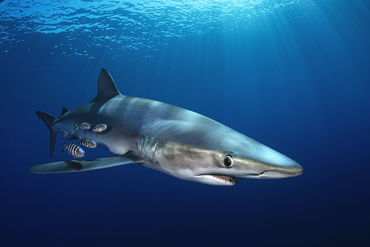 Shark Portrait with Little Fish Swimming Alongside