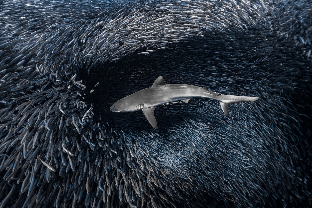 A grey reef shark parts the tide of bait fish