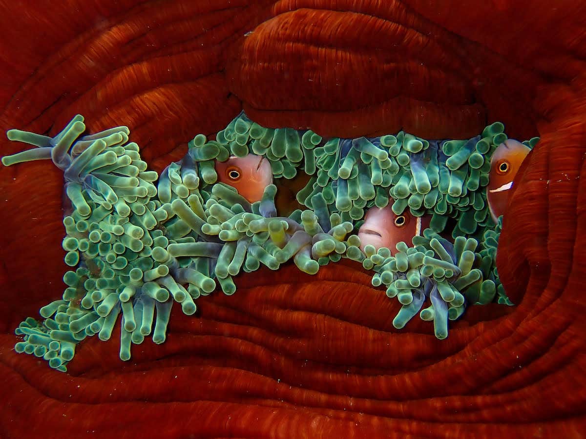 Clownfish Closed inside a Coral Bommie