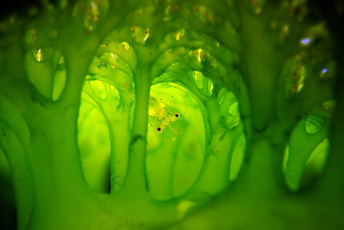 Shrimp Inside a Sea Squirt