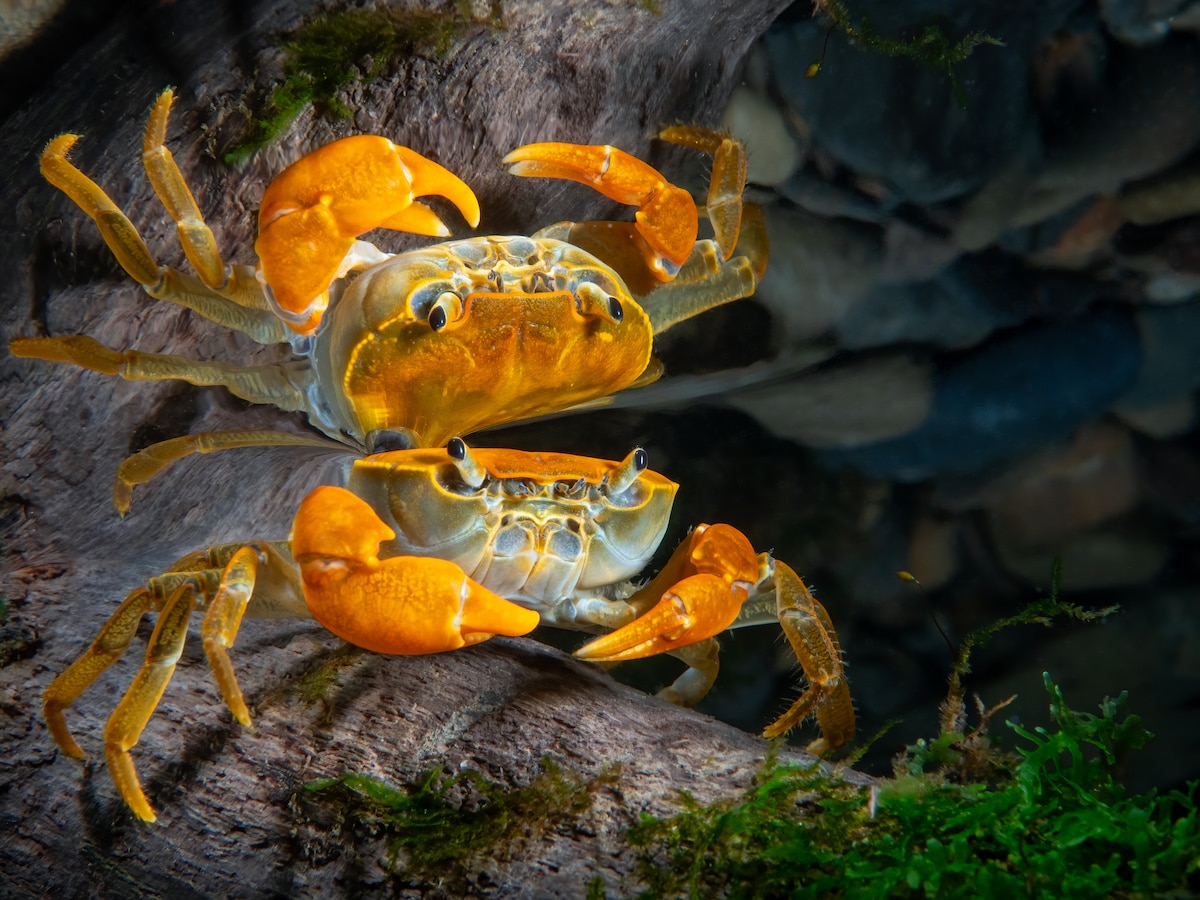 Crab Reflecting in the Water