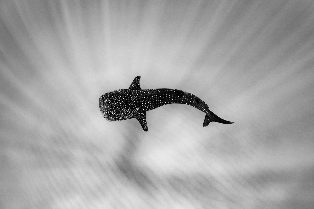 Black and White Photo of Whale Shark